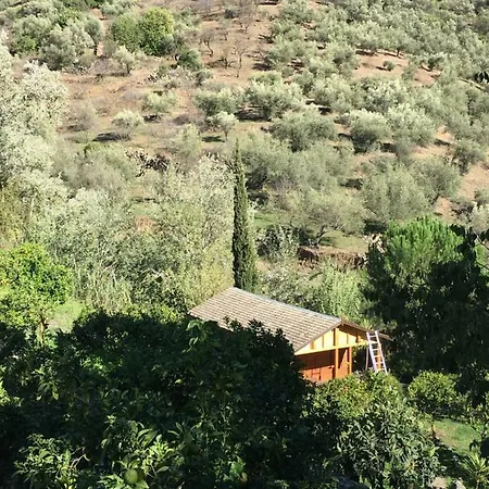 The House Of Oranges *